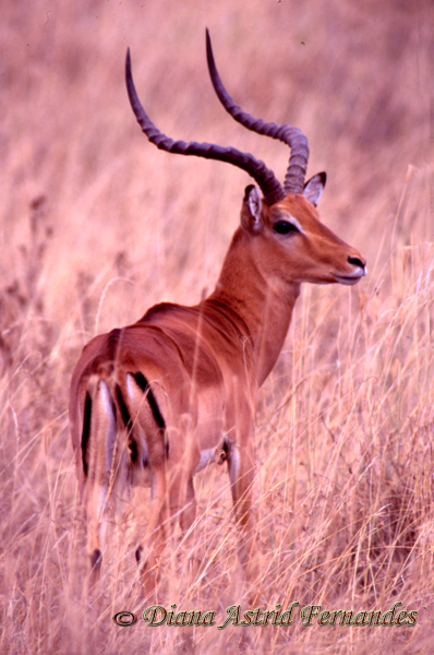 Impala-Male-Lake-Nakuru-Kenya